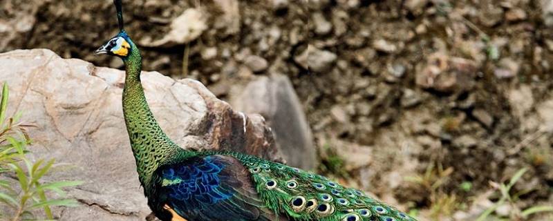 绿孔雀是几级保护动物（绿孔雀属于哪一级保护动物）