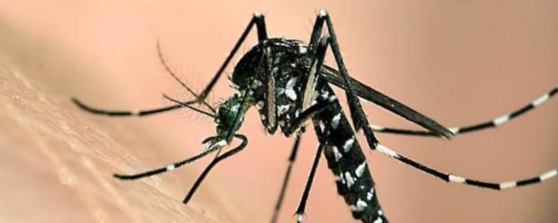 蚊子怎么繁殖出来的 最初的蚊子怎么繁殖出来的