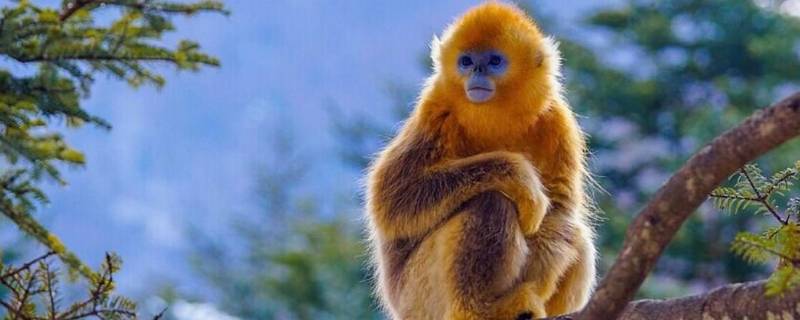 金丝猴几级保护动物（金丝猴是国家几级动物保护）