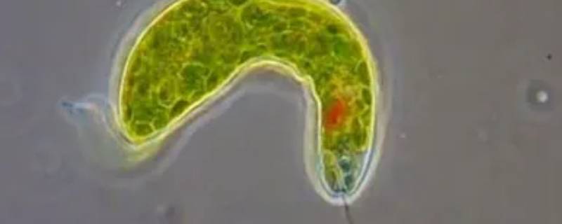 眼虫是真核生物还是原核生物 眼虫是真核细胞还是原核细胞
