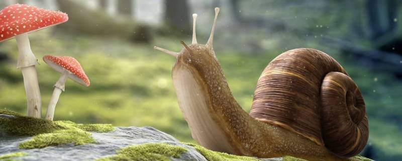 蜗牛的特征（蜗牛的特征四大特征）