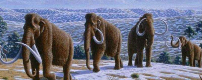 猛犸象灭绝了吗（冰河世纪的猛犸象灭绝了吗）