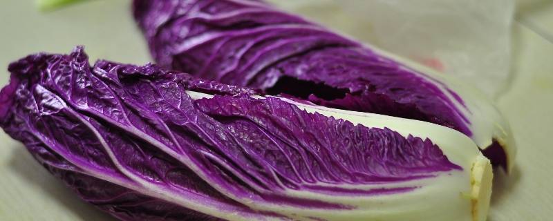 紫色白菜是什么菜（紫色的小白菜是什么菜）
