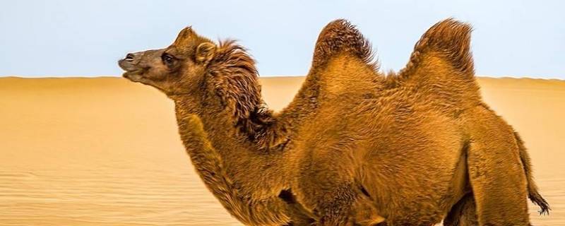 骆驼为什么可以吃带刺的仙人掌（骆驼为什么可以吃带刺的仙人掌叶子）