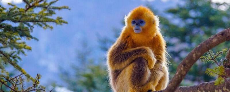 为什么金丝猴比普通猴子温顺 金丝猴为什么比别的猴子温顺