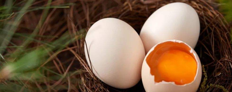 红壳鸡蛋和白壳鸡蛋的区别 鸡蛋是白壳的好还是红壳的好