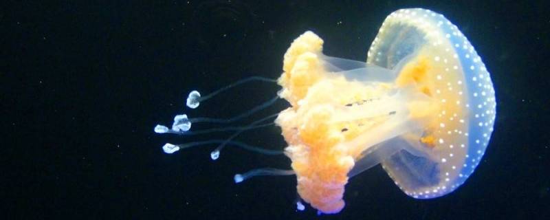 浮游生物有哪些（海里的浮游生物有哪些）