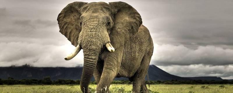 大象的性格特点有哪些 大象的性格特点有哪些三年级