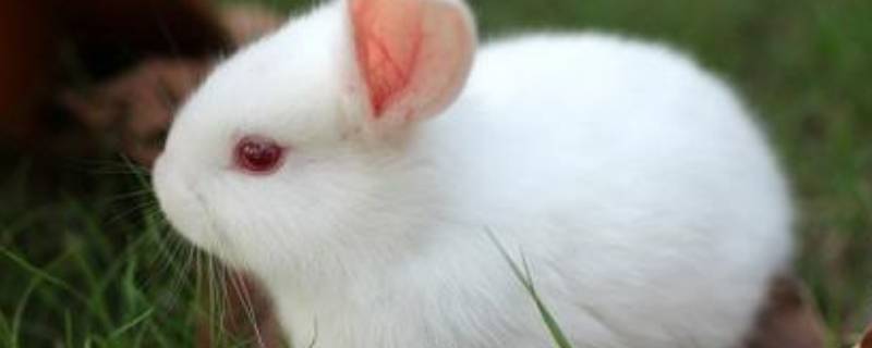 小白兔有趣的特点 小白兔有趣的特点在哪