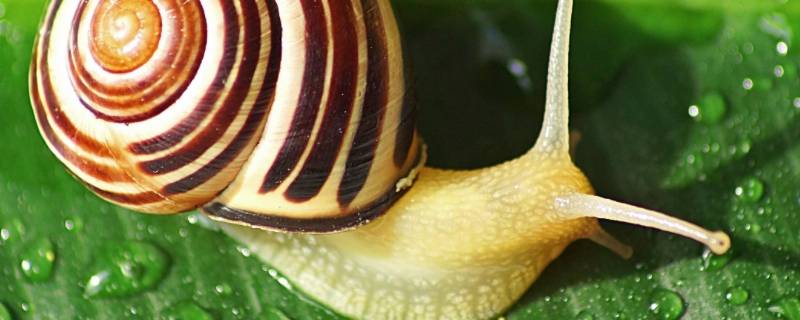 蜗牛是雌雄同体动物吗（蜗牛是雄雌同体,都会什么）