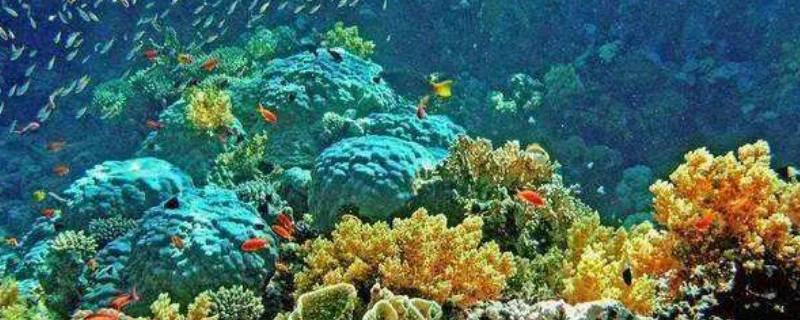 海洋生态系统包括哪些 海洋生态系统包括哪些组成成分