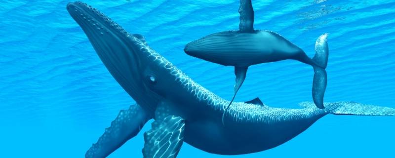 鲸的身体有多长（鲸的身体有多长等于多少层高楼）