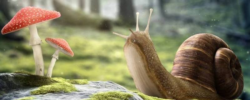 蜗牛有听觉和视觉吗 蜗牛 听觉
