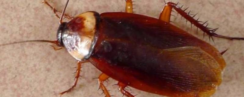 蟑螂卵多久孵化 蟑螂卵多久孵化一次