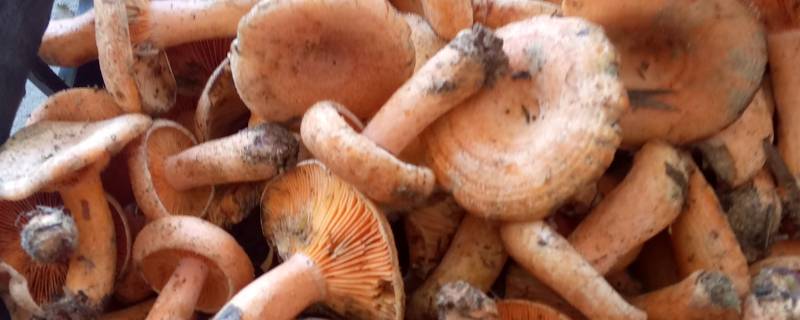 松树下的蘑菇叫什么 松树下面长的蘑菇叫什么蘑菇