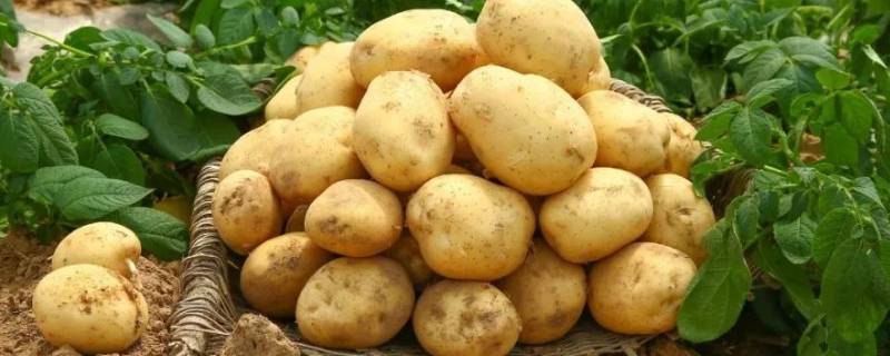 土豆可以放多久 新鲜土豆可以放多久