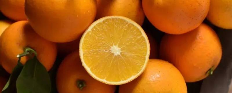 阳光橙是什么橙子（阳光橙子介绍）