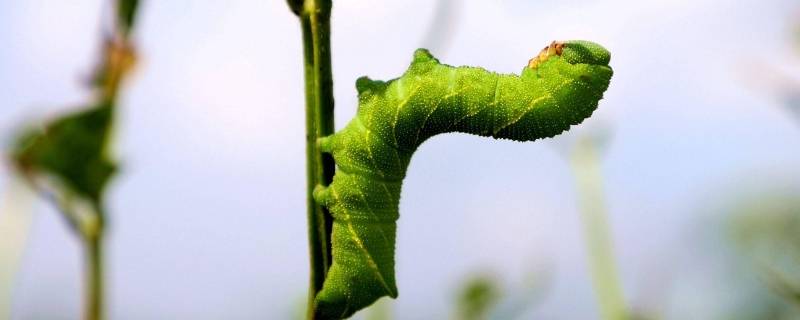 大绿虫子怎么清理内脏（大绿虫子怎么清理内脏视频）