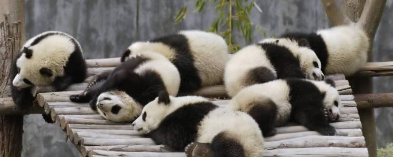 熊猫的尾巴像什么形状 熊猫的尾巴长什么样子