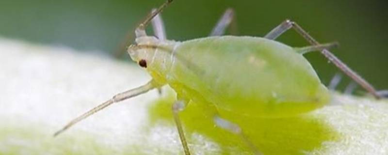 蚜虫是单细胞生物吗 蚜虫是什么生物