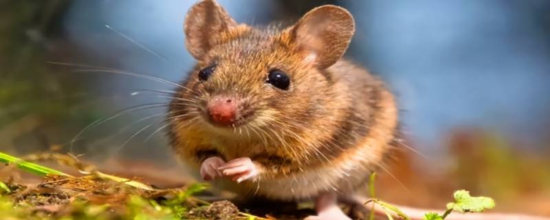 老鼠属于什么科动物 老鼠属于什么科的动物