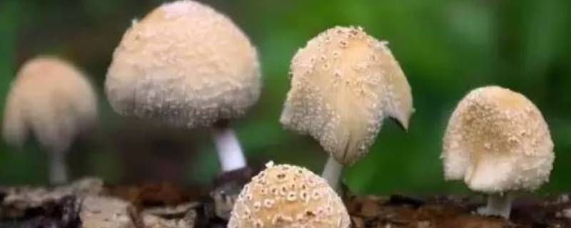 东北蘑菇种类 东北蘑菇种类名称