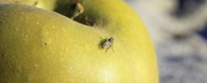 水果烂了生出的小飞虫怎么处理 水果烂了生出的小飞虫是什么