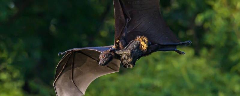 蝙蝠乱飞会有细菌落下吗 蝙蝠飞过的地方会留下细菌吗