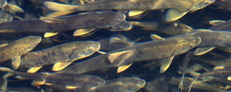 青海湖里一共有几种鱼 青海湖里面鱼的种类
