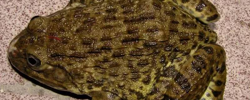 虎纹蛙为什么是二级保护动物 虎纹蛙属于国家几级保护