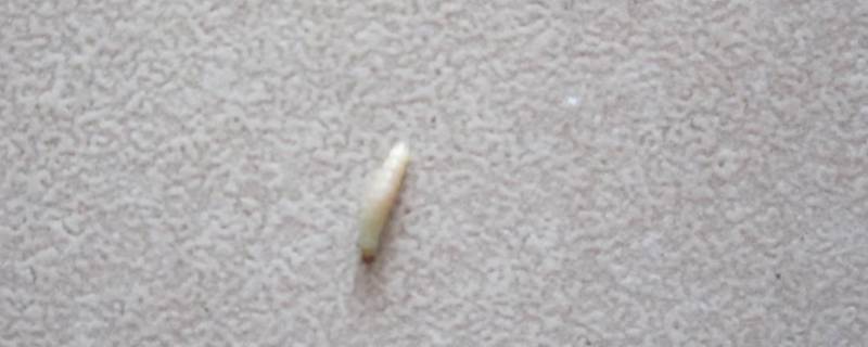 沙发上白色的虫子是什么虫 沙发里的白色虫子是什么虫