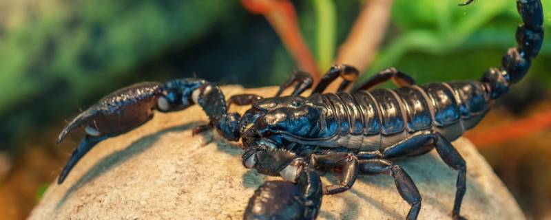 蝎子吃啥 野生蝎子吃啥