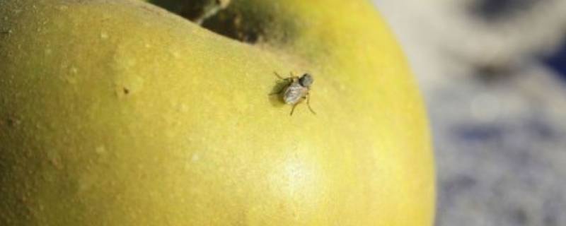 夏天水果上的小飞虫是怎么产生的（夏天水果上的小飞虫是怎么产生的呢）
