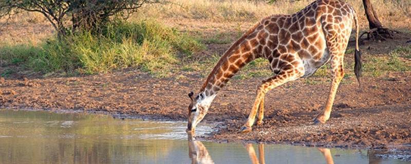 长颈鹿怎么喝水 长颈鹿怎么喝水的图片
