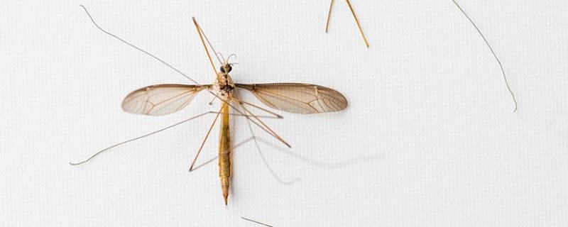 特别大的蚊子叫什么 比较大的蚊子是什么蚊子