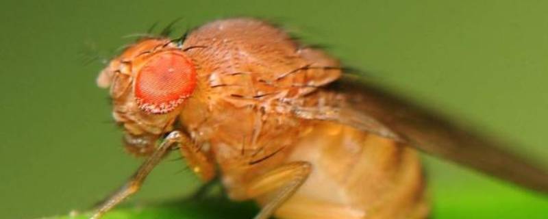 水果皮为什么会生小飞虫 水果皮生的小飞虫