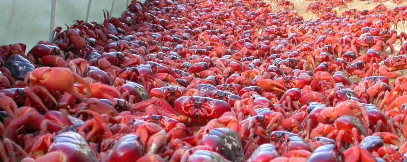 圣诞岛红蟹能吃吗 圣诞岛红蟹的天敌