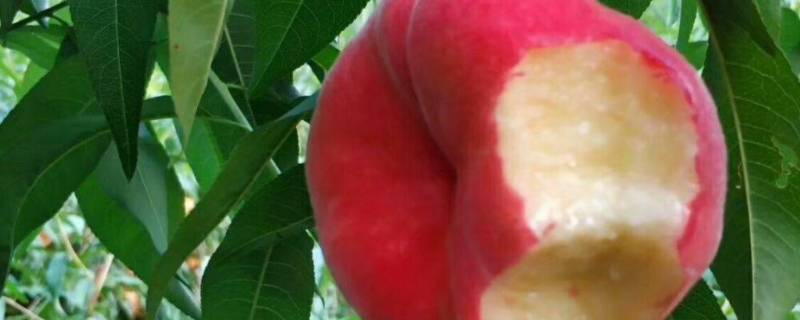 蟠桃和水蜜桃有什么区别 蟠桃和水蜜桃哪个营养价值高