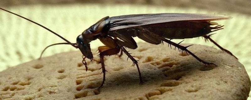 蟑螂繁殖速度有多快 蟑螂繁殖速度有多快蟑螂咬人吗
