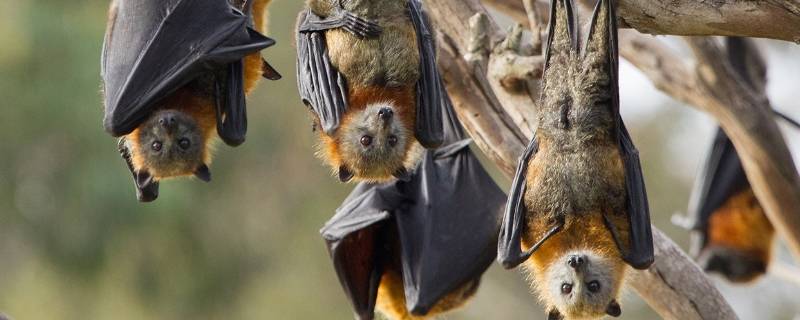 蝙蝠怕什么气味和东西 蝙蝠怕什么气味吗