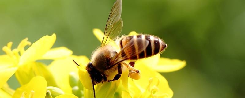 小蜜蜂和老黄牛的区别 小黄蜂和大黄蜂的区别