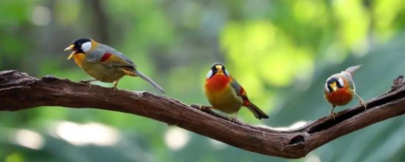 相思鸟是国家几级保护动物 红嘴相思鸟是国家几级保护动物
