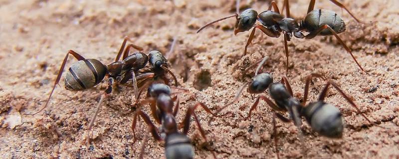 蚂蚁结构 蚂蚁结构图及其部位名称