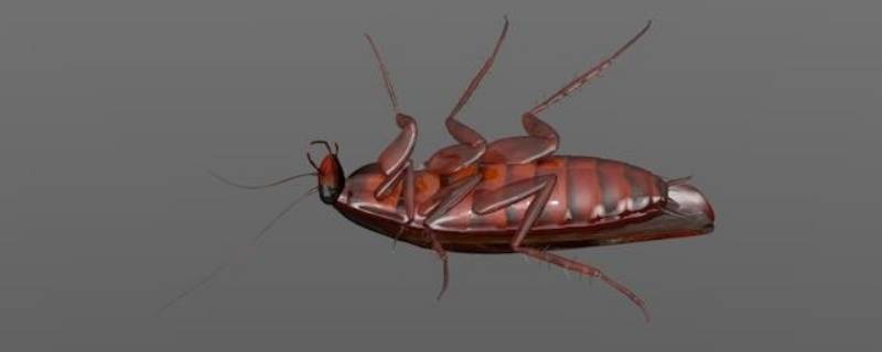 蟑螂的幼虫是什么样子的（蟑螂的幼虫是什么样子的它能飞吗）