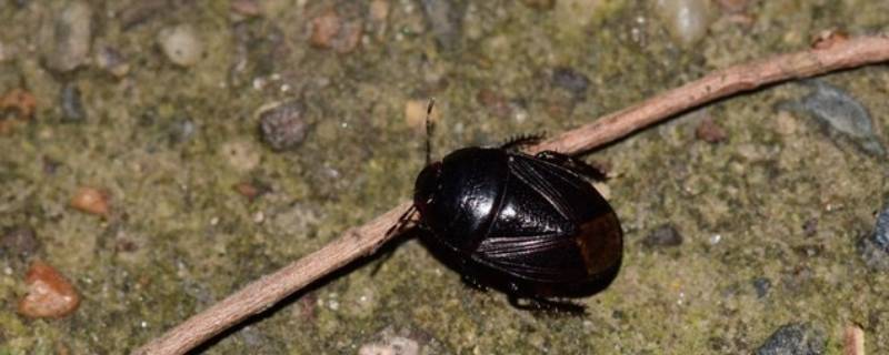 家里常出现的黑壳虫有哪些 家里突然有好多黑色的壳壳虫