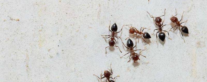 蚂蚁怎么消灭用什么方法（蚂蚁用什么办法消灭）