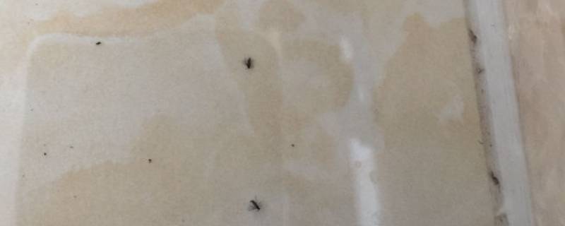 地板上爬的微小虫子怎么办 家里最近有小虫子在地板爬