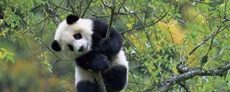 大熊猫的寿命一般是多少（大熊猫的寿命一般是多少?解答）