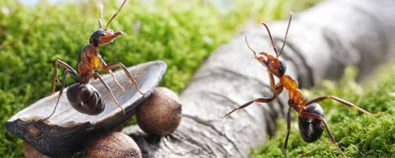 蚂蚁外部形态 蚂蚁外部形态分为哪几部分
