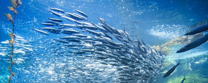 如何保护海洋环境 人类应该如何保护海洋环境